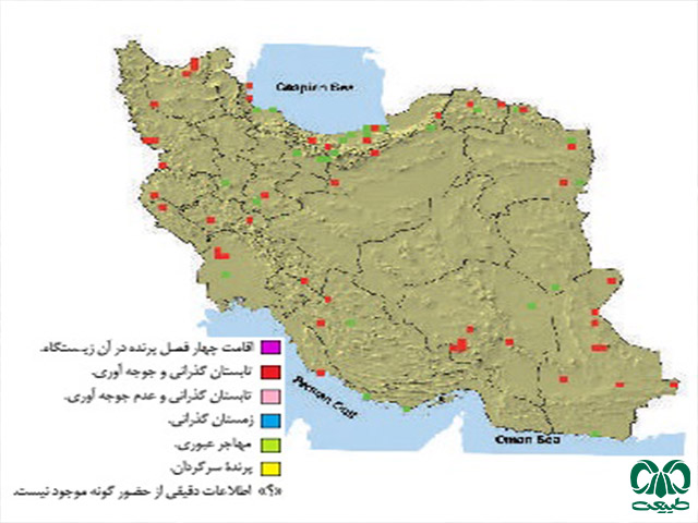 شبگرد معمولی در ایران